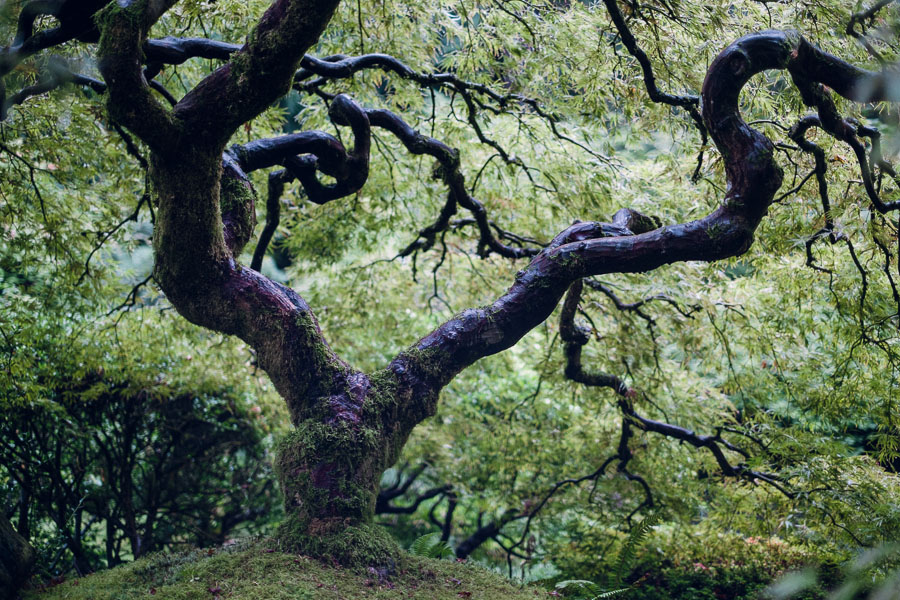 Japanese maple