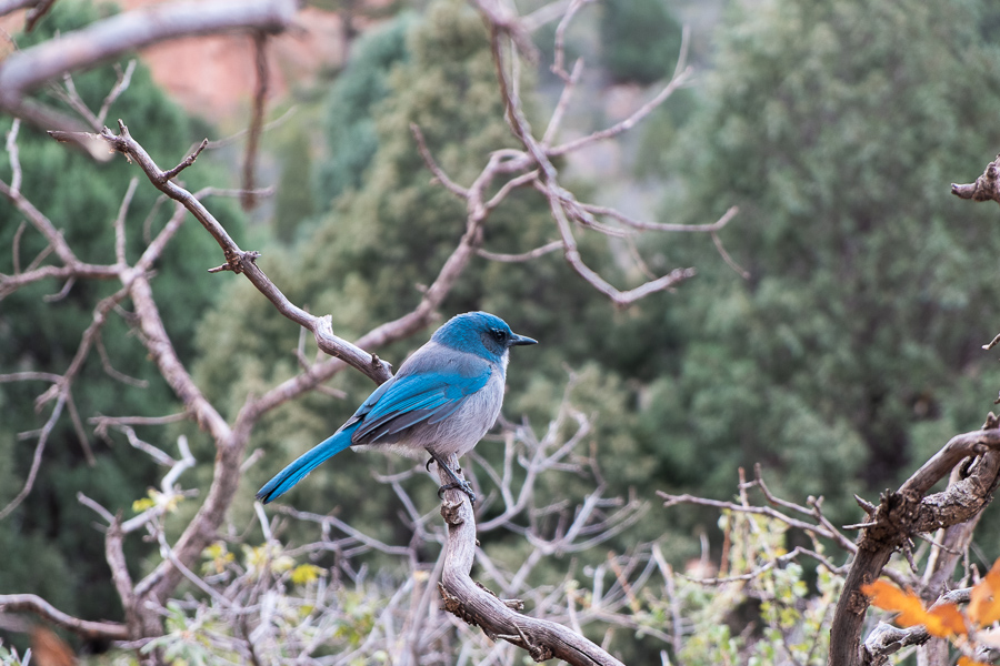 Blue bird at the garden