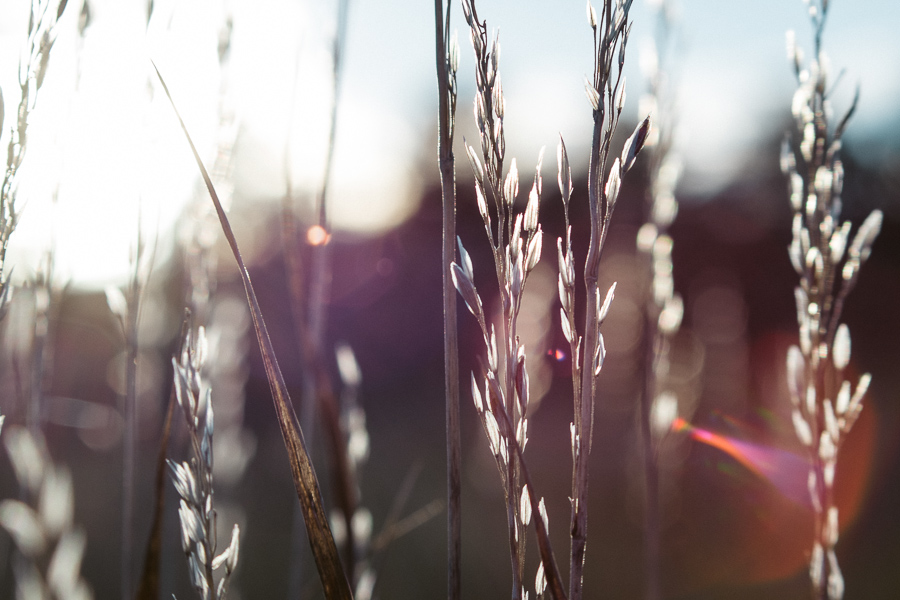 Stems in the sun