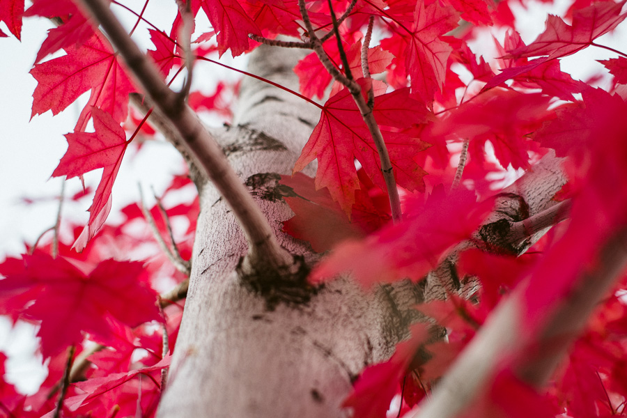 Red leaves