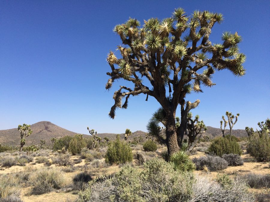 Joshua Trees