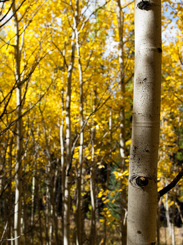 Aspen Trunk