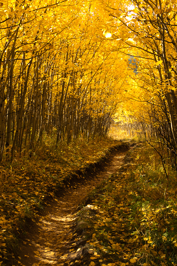 Path through the grove