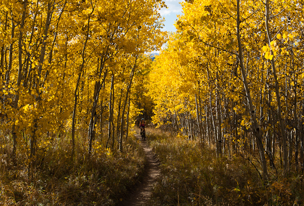 Autumn Cyclist