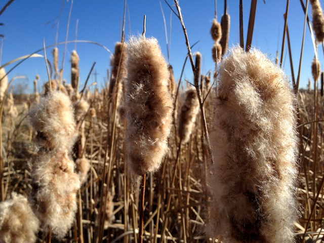 Cattails