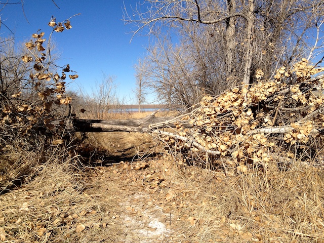 Fallen Tree