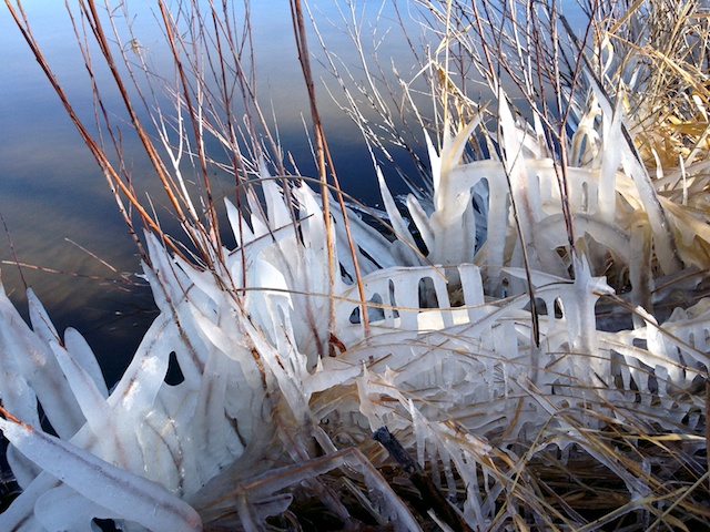 Ice Reeds