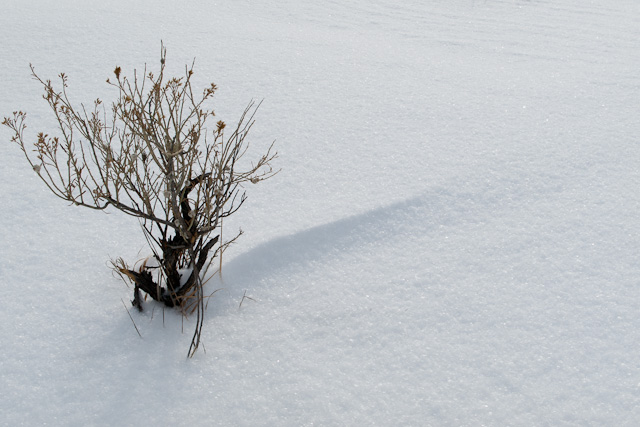 Plant and Shadow