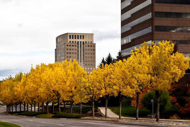 Suburban Fall