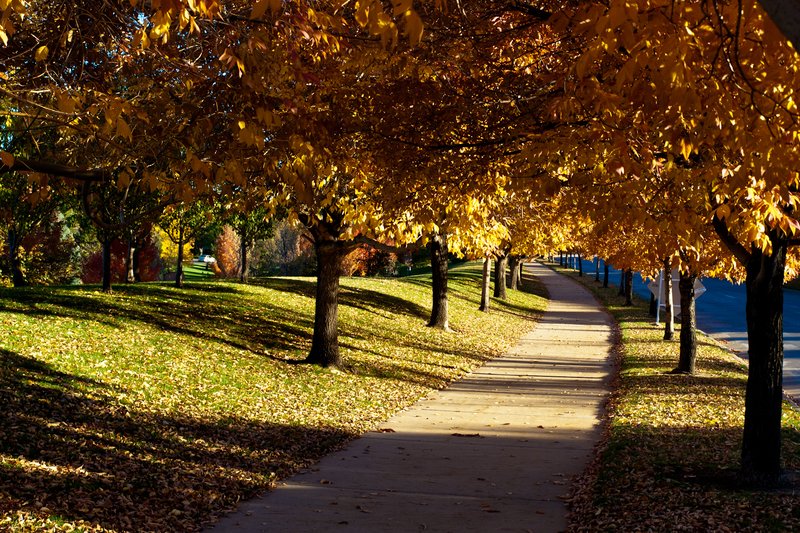 Fall Walk