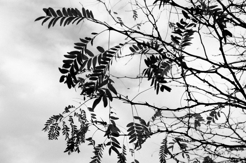Gray Sky and Leaves