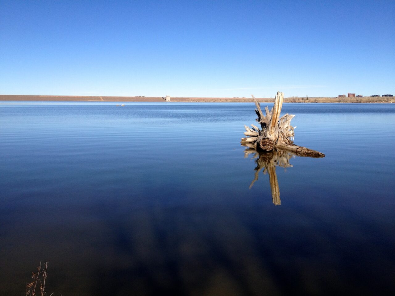 A tree stump in a still lake
