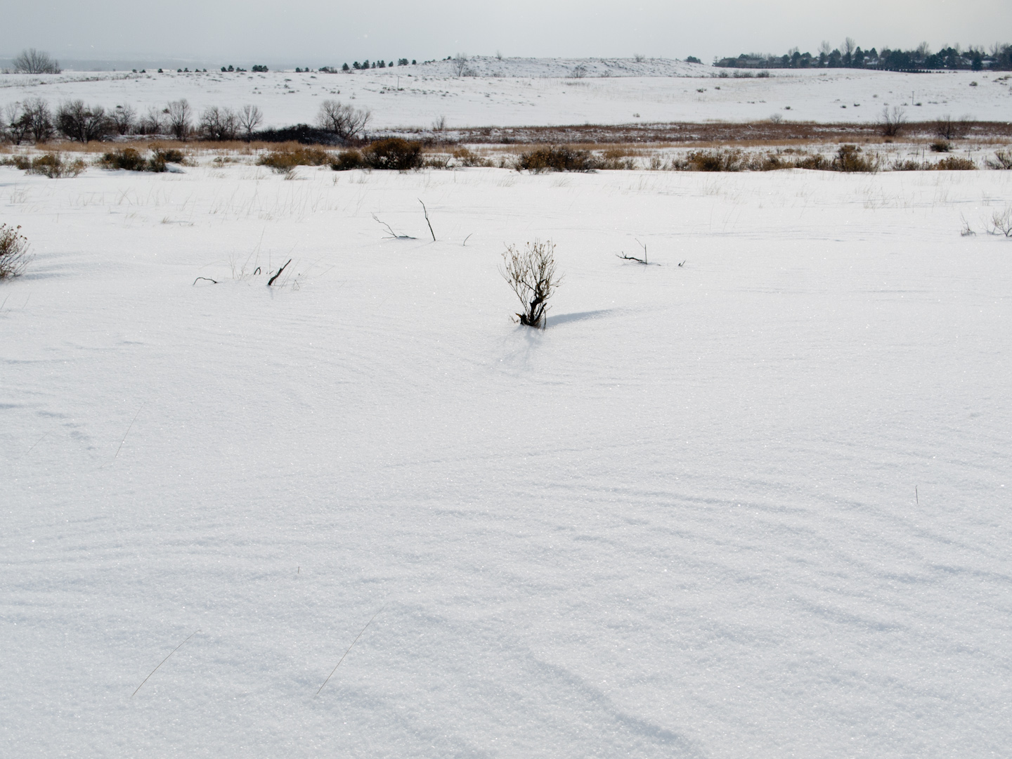 A snowy landscape with small brush poking through